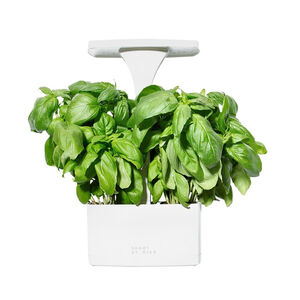 Short Stories Indoor Garden Planter - White - Herbs, Flowers